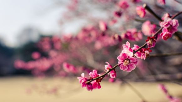 体用秤如何安装电池